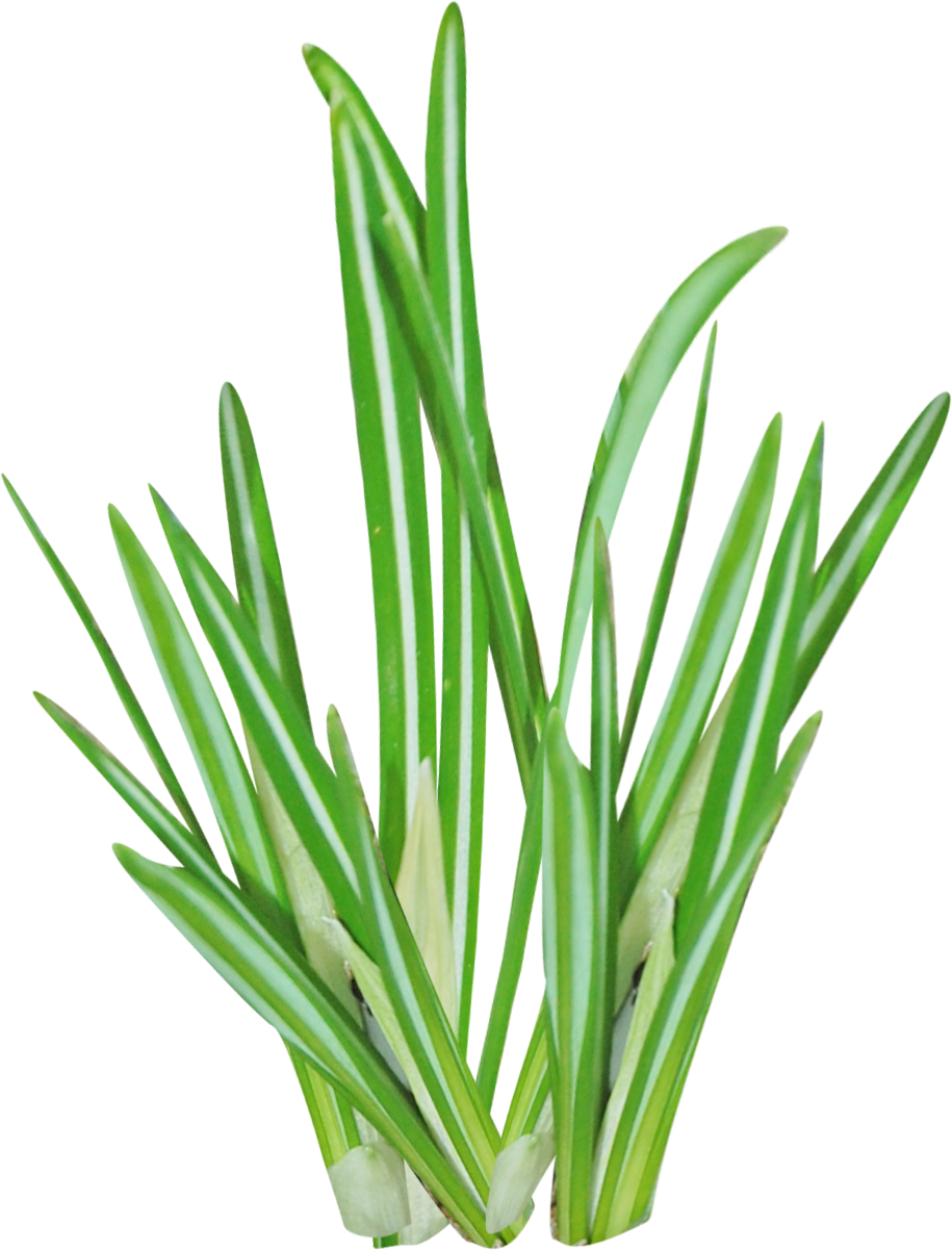 Aloe Vera Leaf Clipart