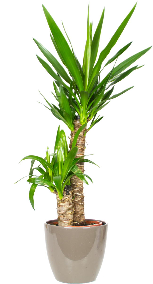 Palm Tree Background Clipart
