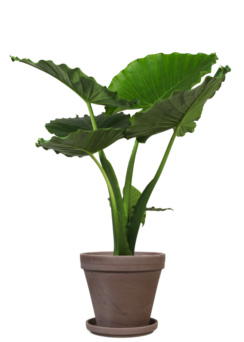 Aloe Vera Leaf Clipart