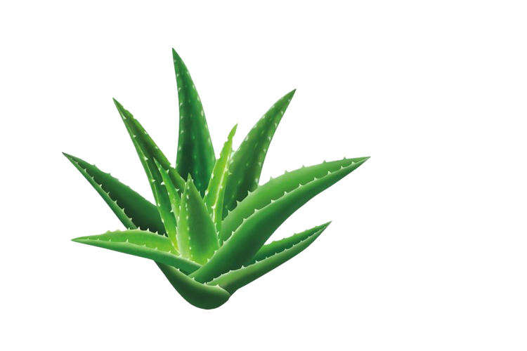 Aloe Vera Clipart