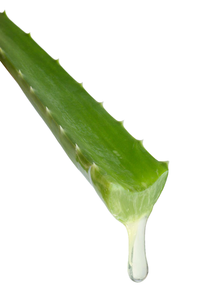 Aloe Vera Leaf Clipart