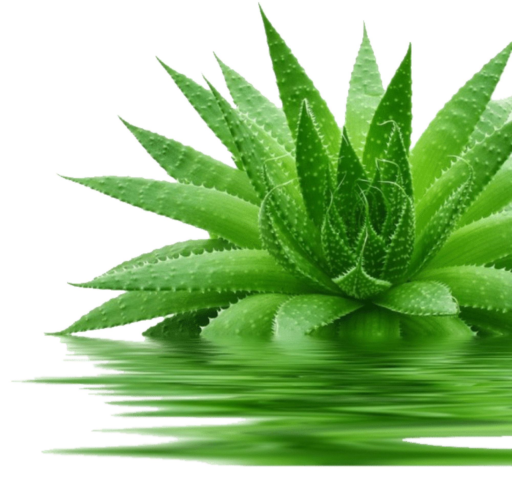 Aloe Vera Leaf Clipart