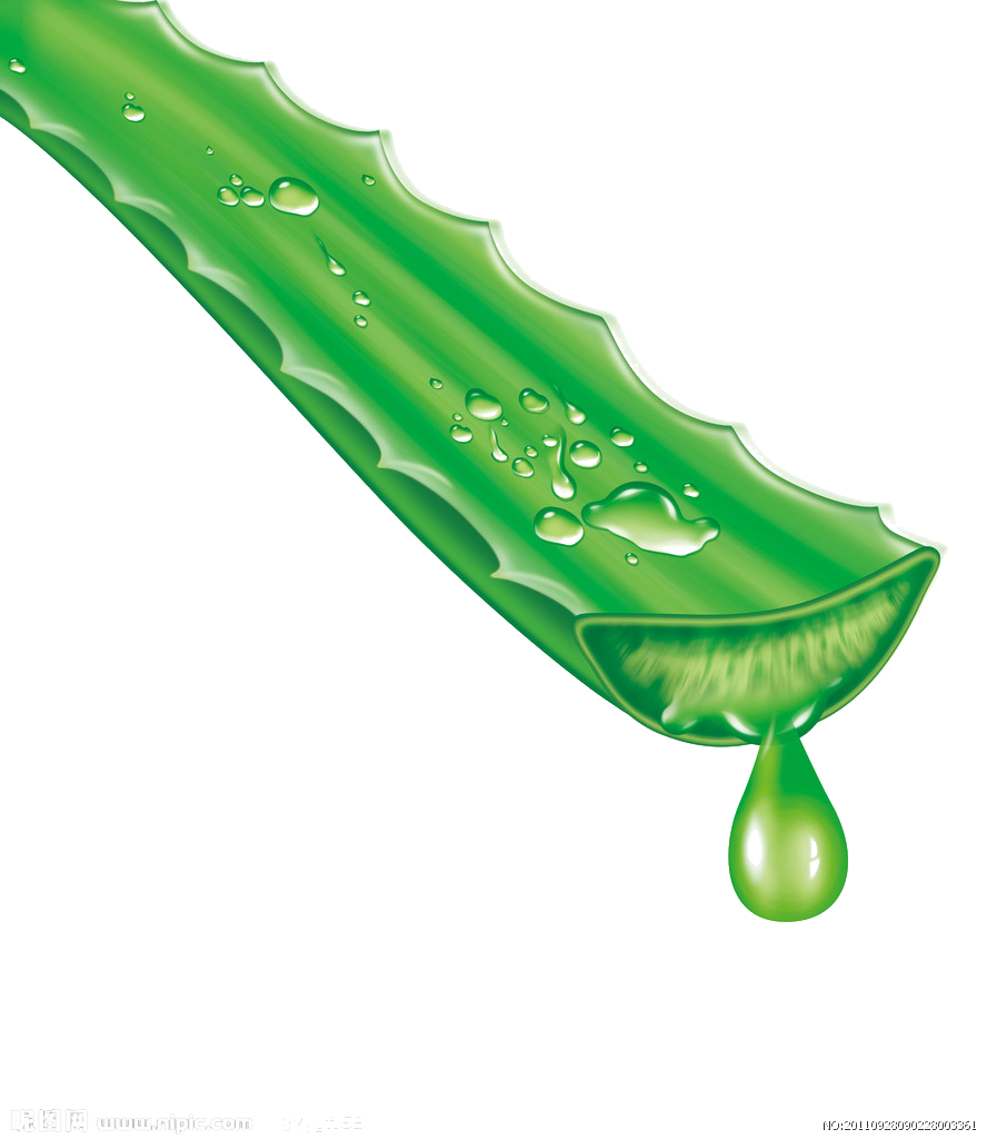 Aloe Vera Leaf Clipart