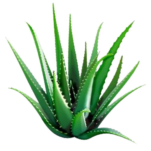 Aloe Vera Clipart