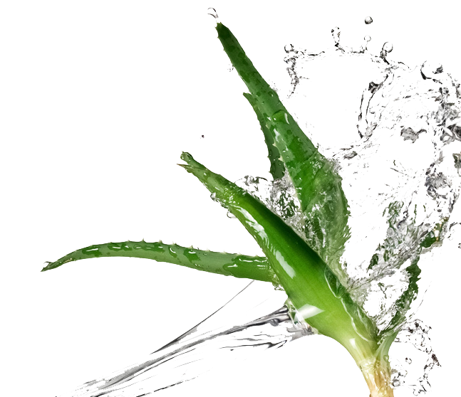 Aloe Vera Leaf Clipart