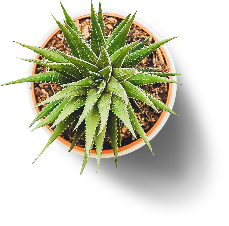 Cactus Cartoon Clipart
