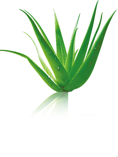 Aloe Vera Leaf Clipart