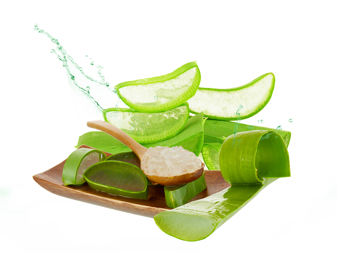 Aloe Vera Clipart