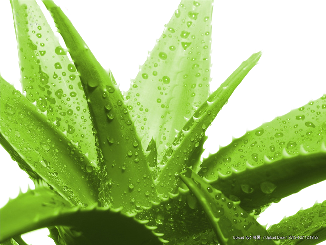 Aloe Vera Leaf Clipart