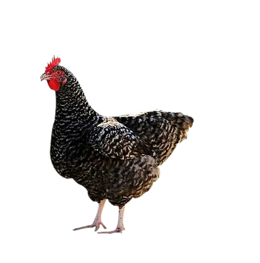 Bird Clipart Clipart