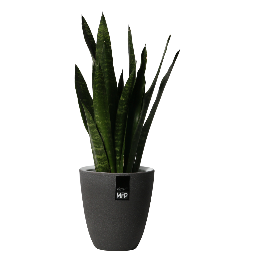 Aloe Vera Clipart