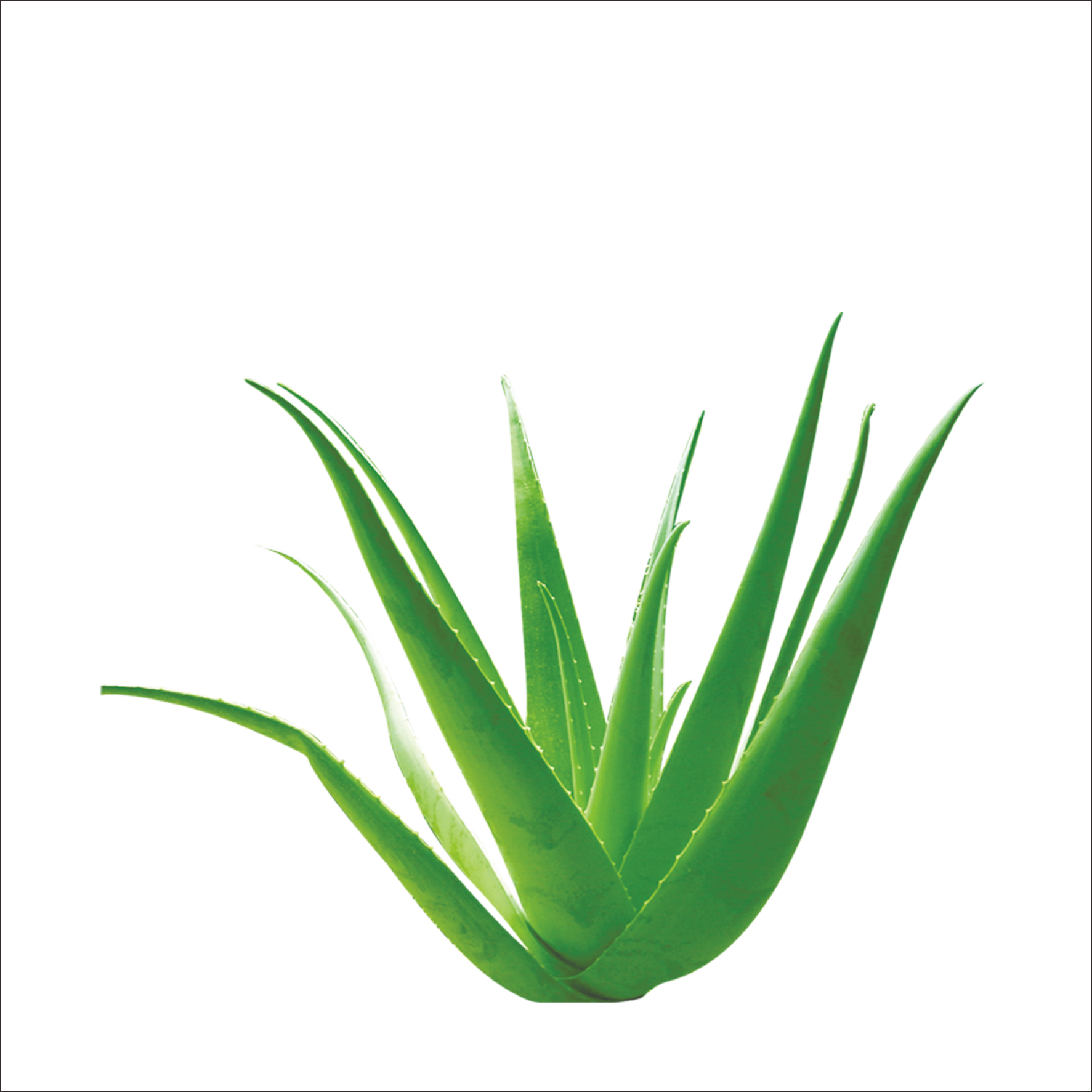 Aloe Vera Leaf Clipart