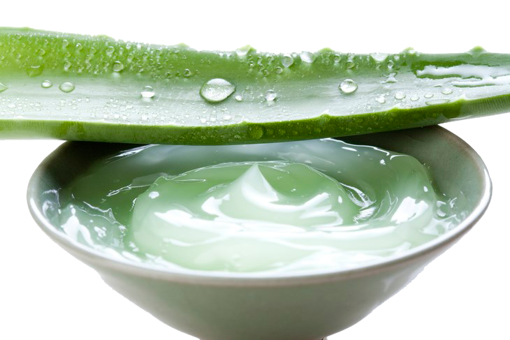 Aloe Vera Clipart