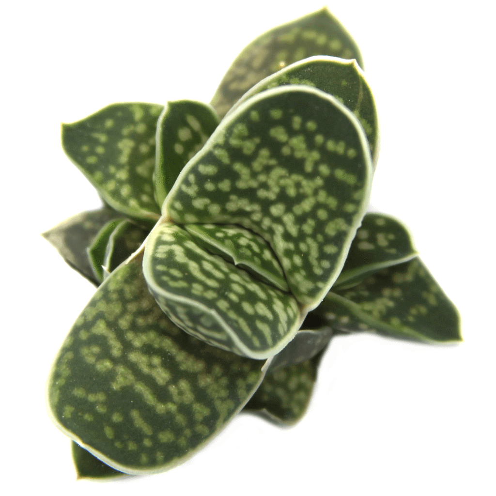 Plant Leaf Clipart