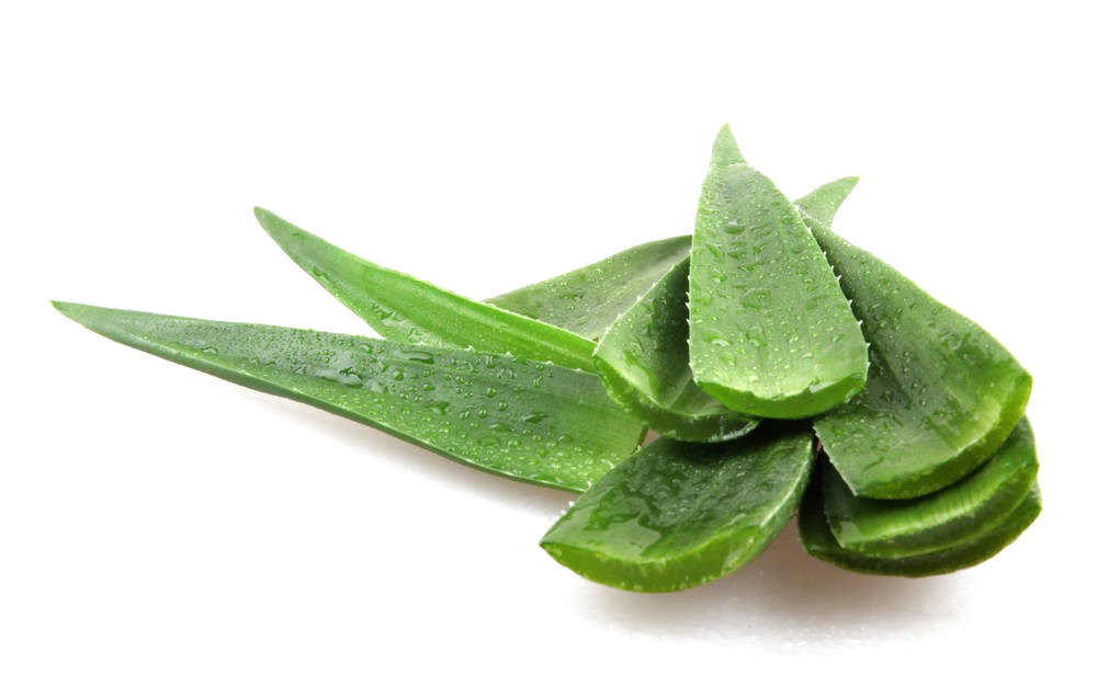 Aloe Vera Leaf Clipart