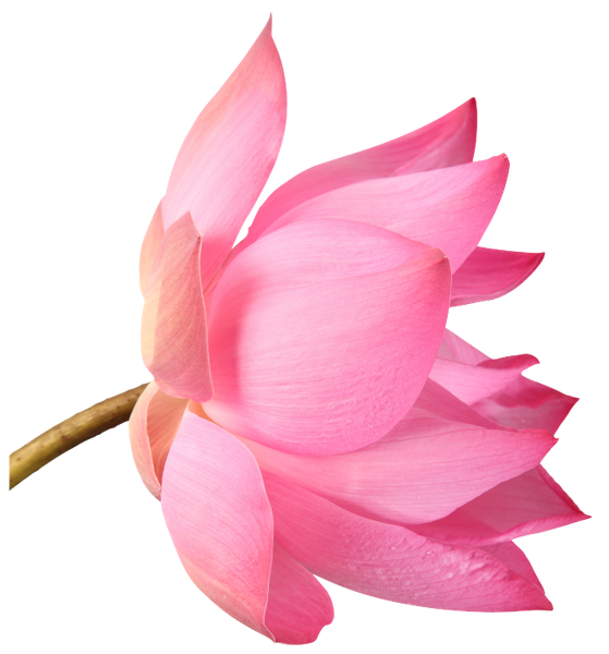 Pink Flower Cartoon Clipart