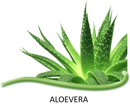 Aloe Vera Leaf Clipart