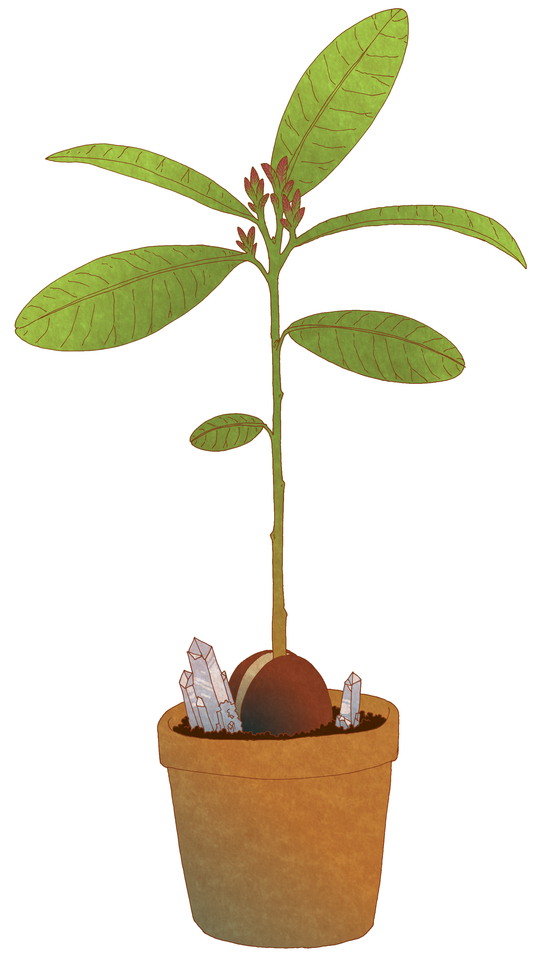 Tree Drawing Clipart
