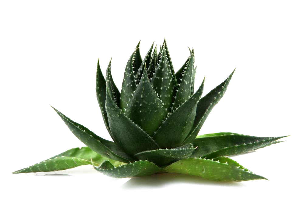 Aloe Vera Clipart