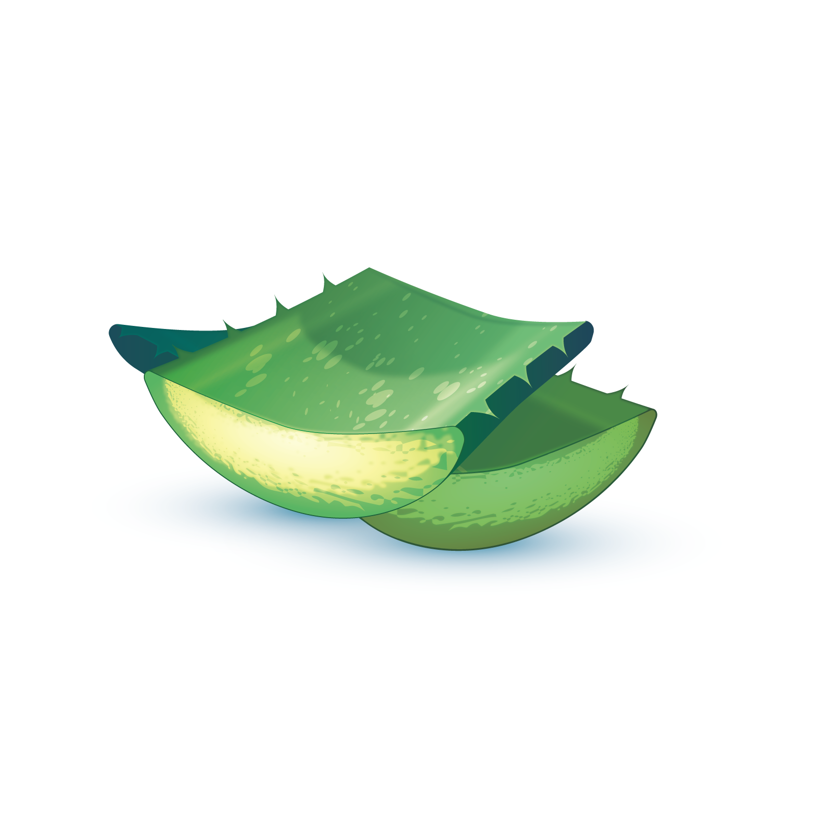 Aloe Vera Clipart