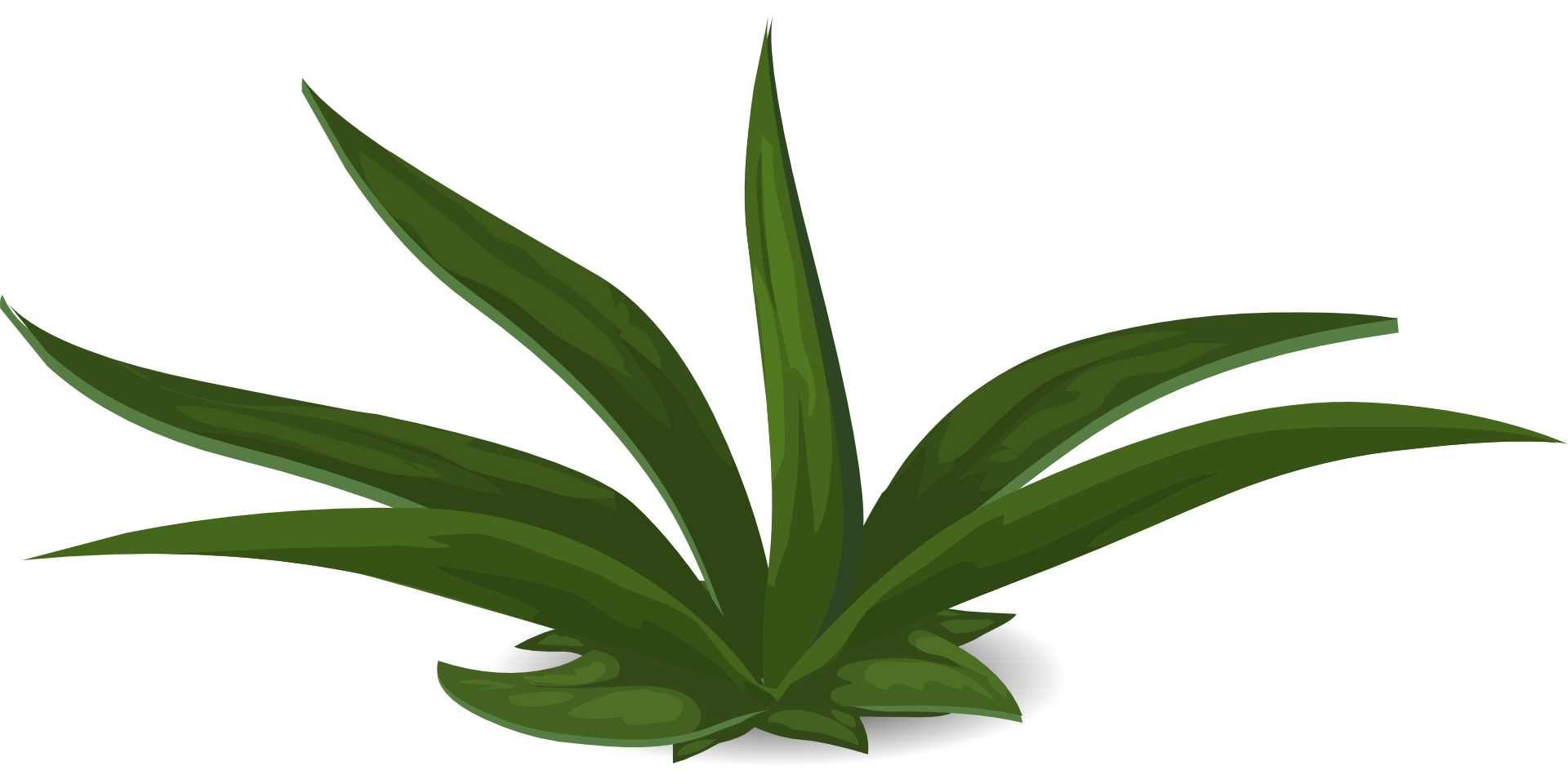 Aloe Vera Leaf Clipart