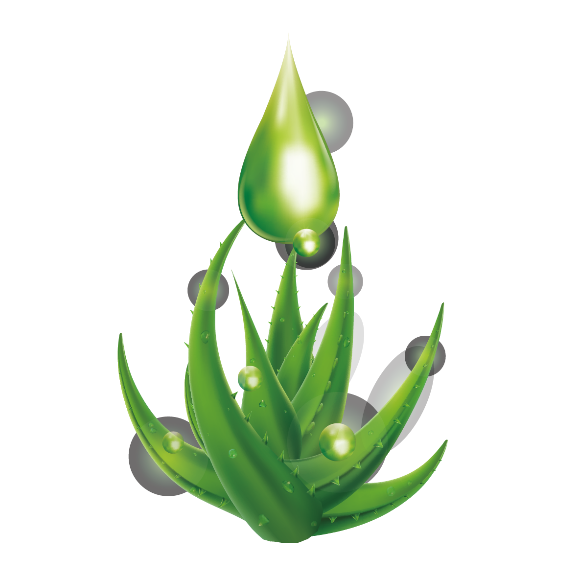 Aloe Vera Leaf Clipart