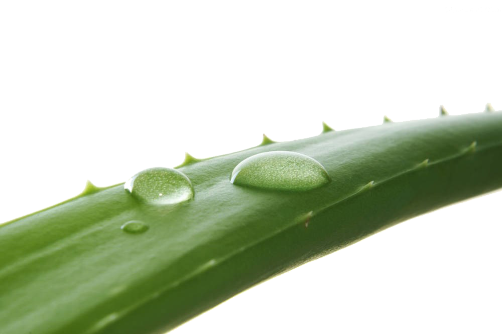 Aloe Vera Leaf Clipart