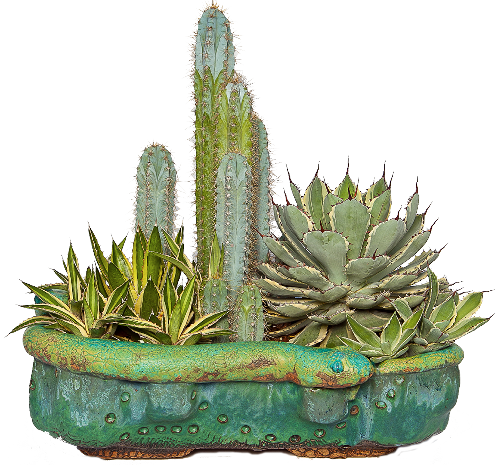 Cactus Cartoon Clipart