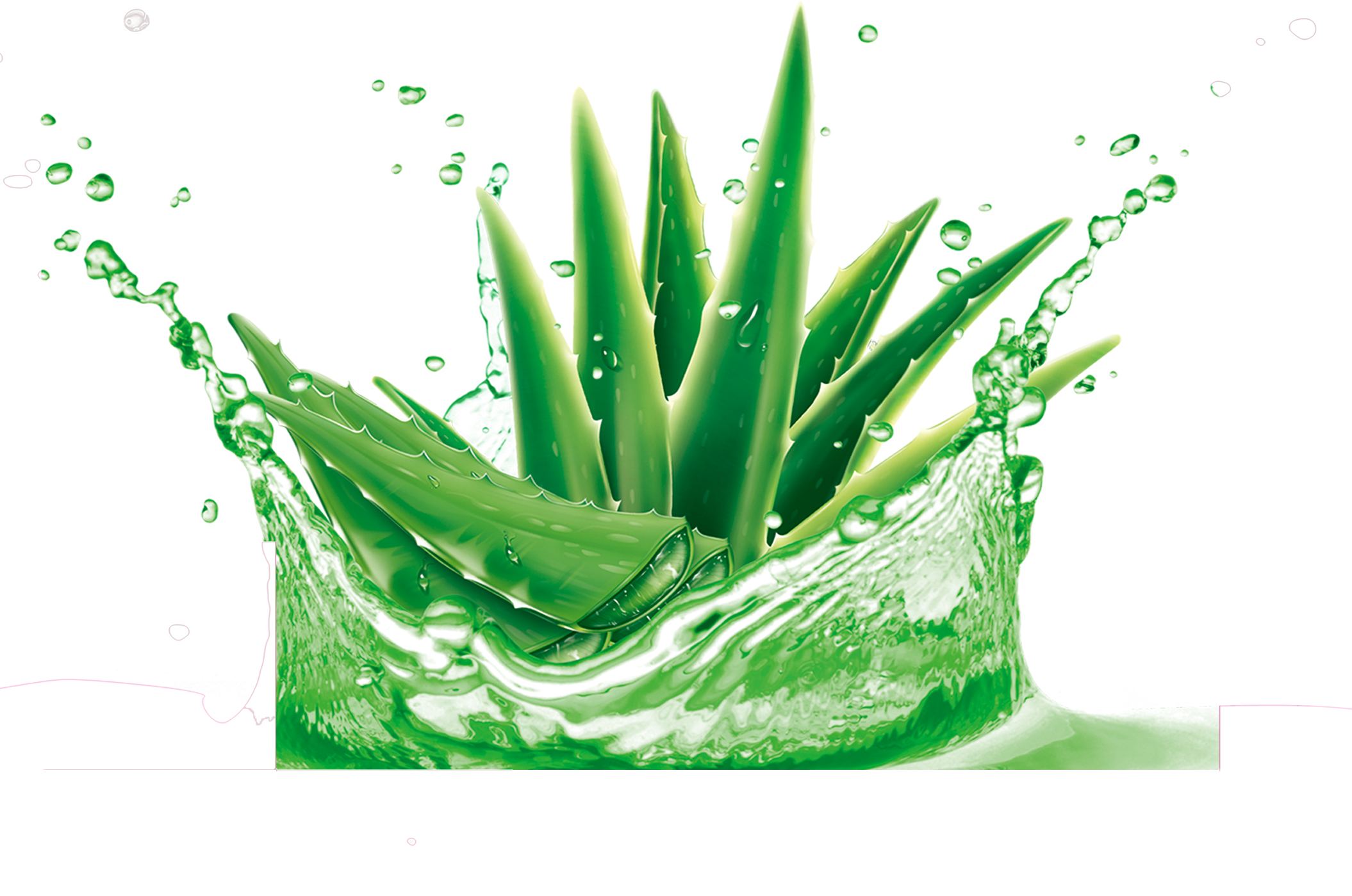 Aloe Vera Leaf Clipart