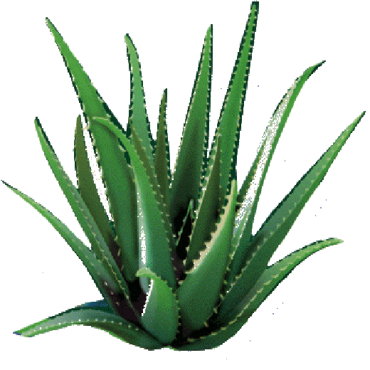 Aloe Vera Leaf Clipart