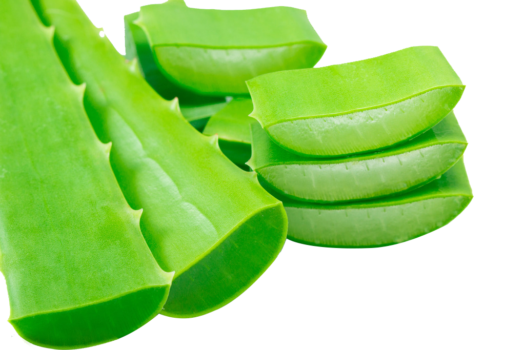 Aloe Vera Clipart