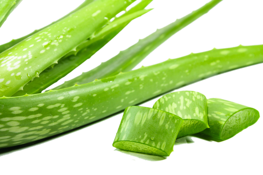 Aloe Vera Clipart