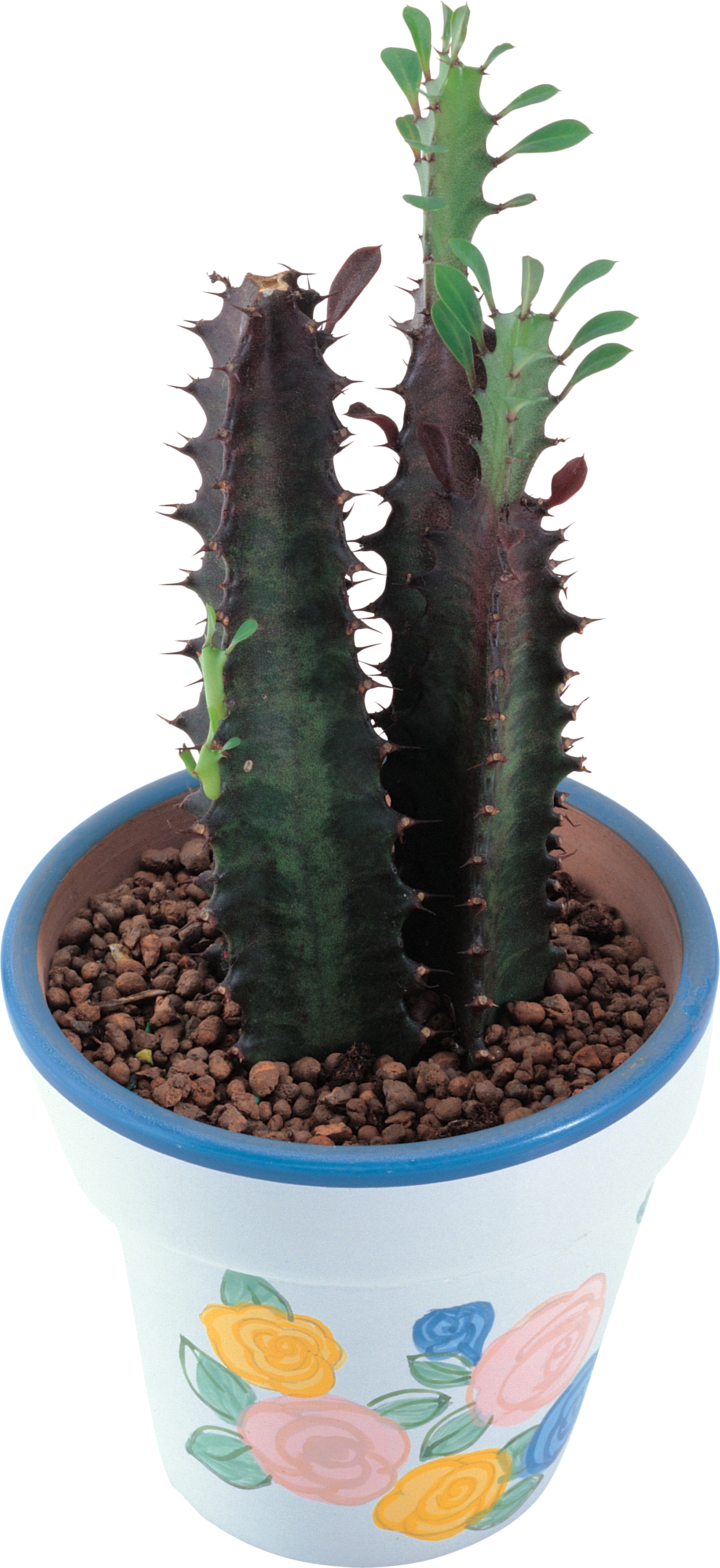 Cactus Cartoon Clipart