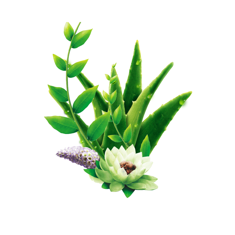 Aloe Vera Leaf Clipart