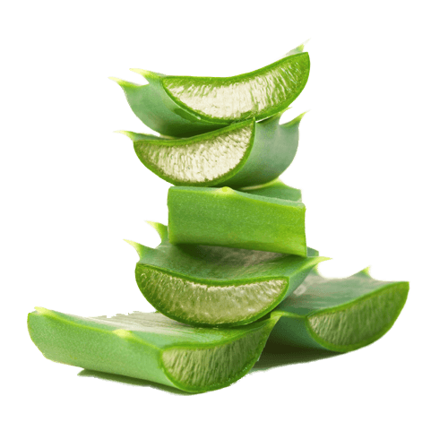 Aloe Vera Clipart