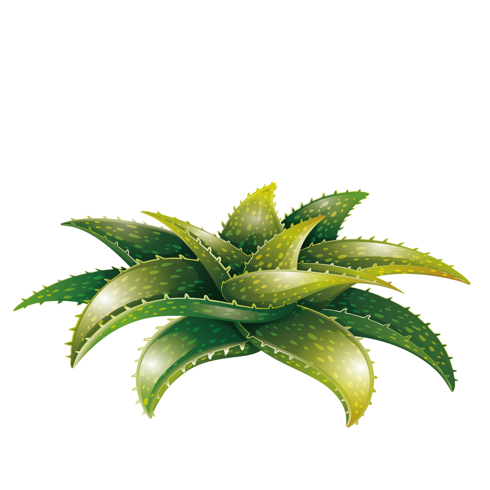 Aloe Vera Leaf Clipart