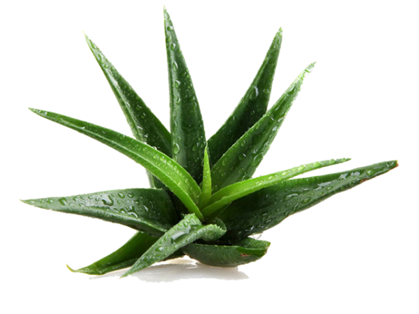 Aloe Vera Leaf Clipart