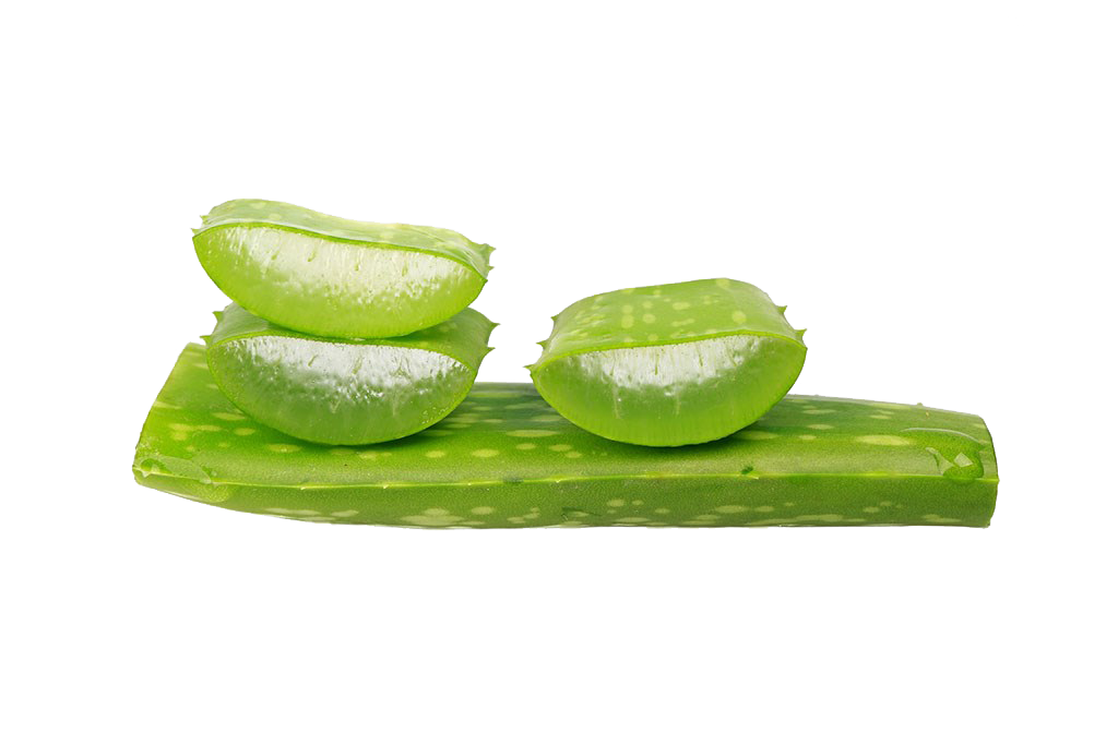 Aloe Vera Leaf Clipart