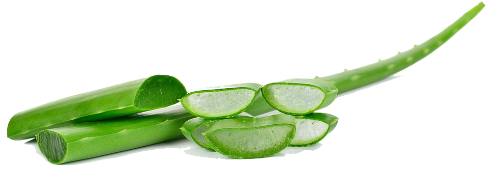Aloe Vera Clipart