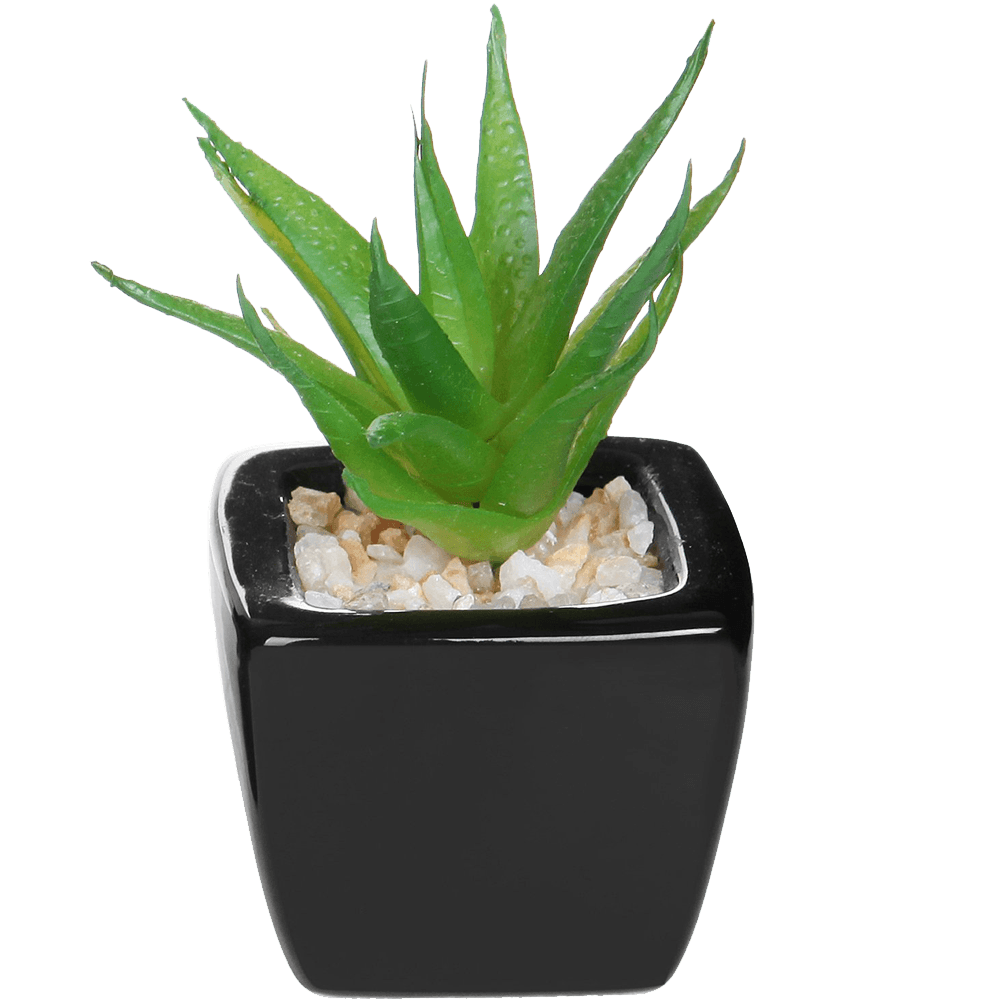 Aloe Vera Leaf Clipart