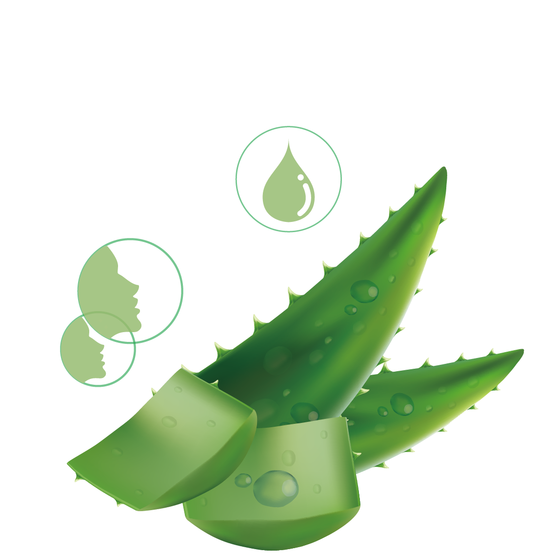 Aloe Vera Leaf Clipart