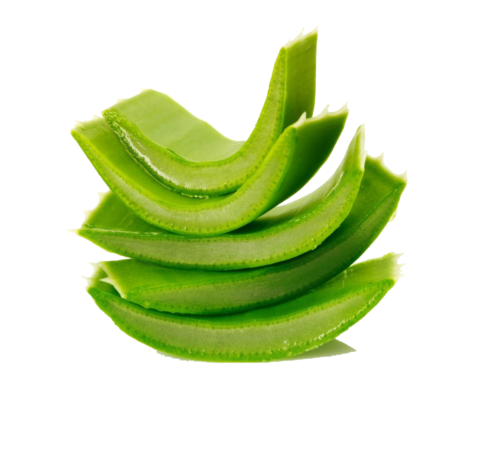 Aloe Vera Leaf Clipart