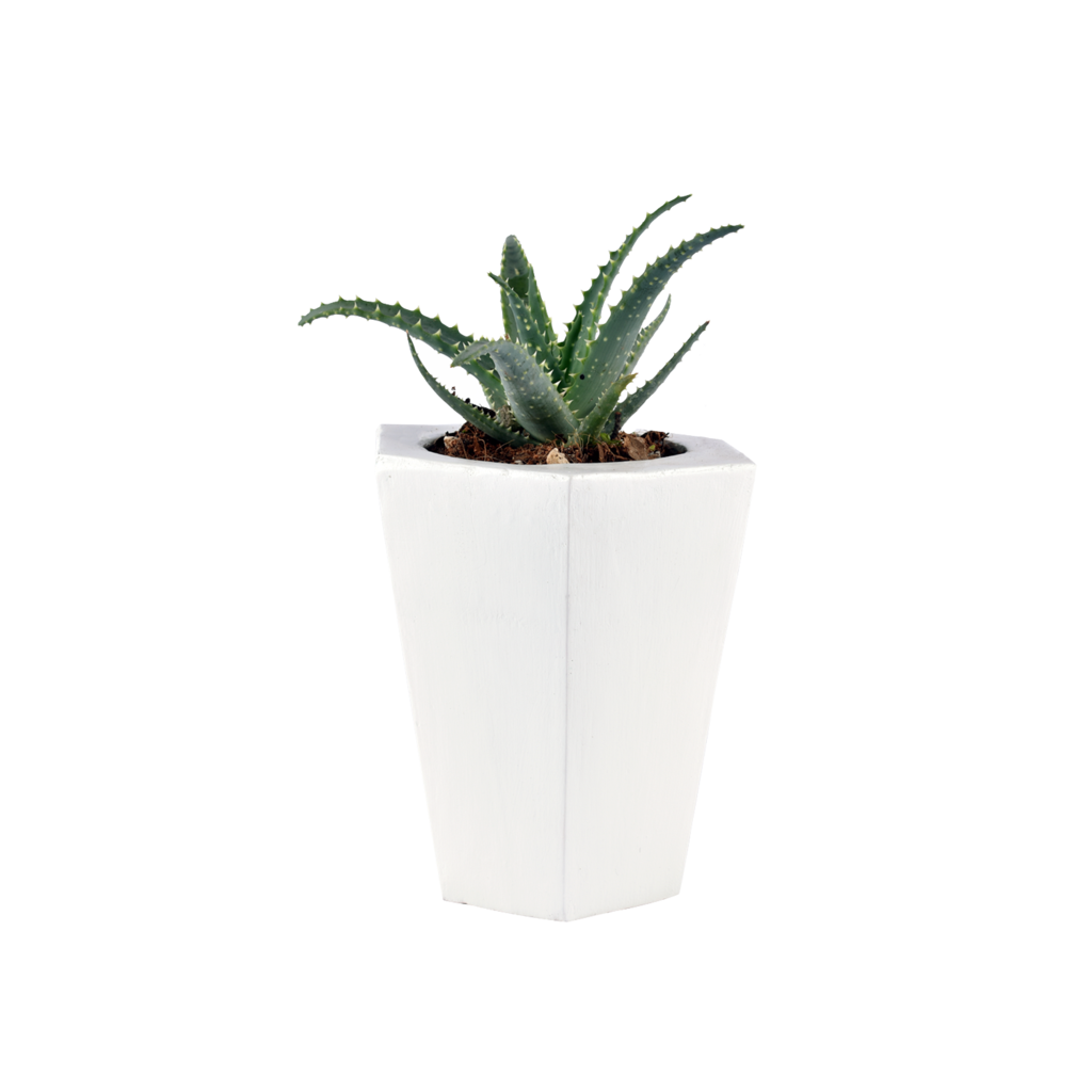 Cactus Cartoon Clipart
