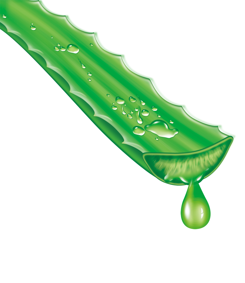 Aloe Vera Clipart