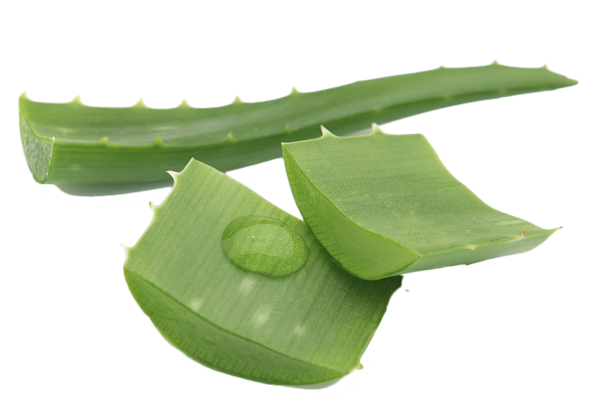 Aloe Vera Leaf Clipart