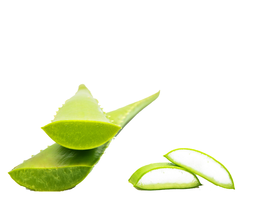 Aloe Vera Leaf Clipart