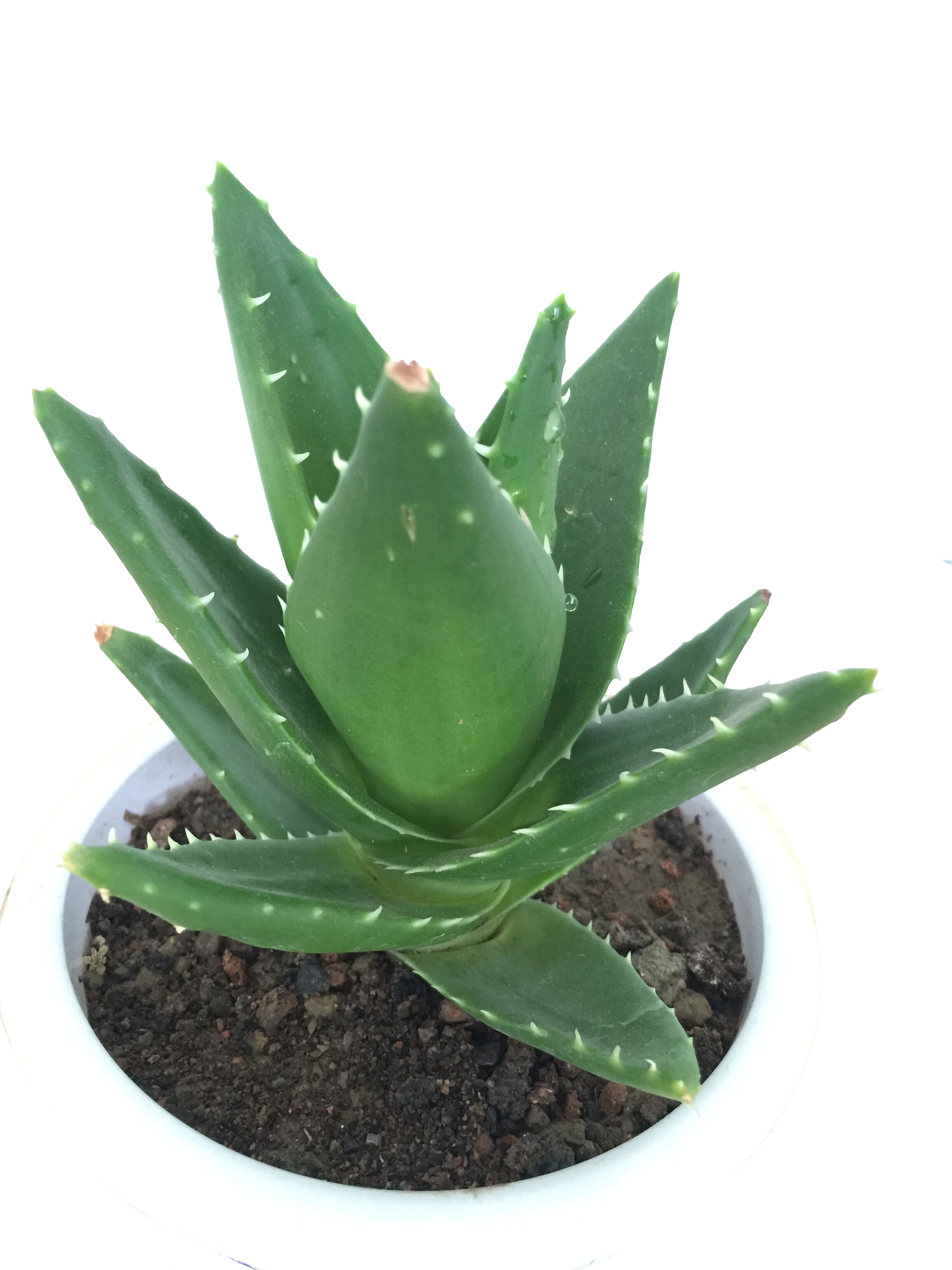 Aloe Vera Clipart