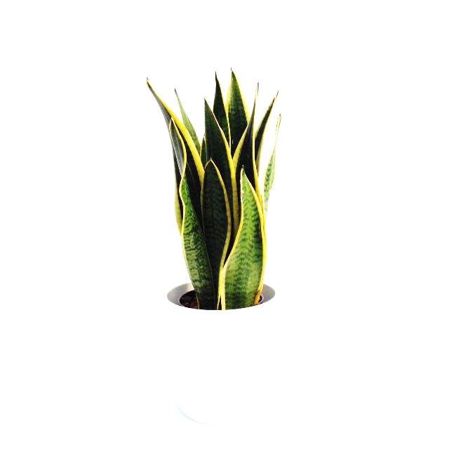Cactus Cartoon Clipart