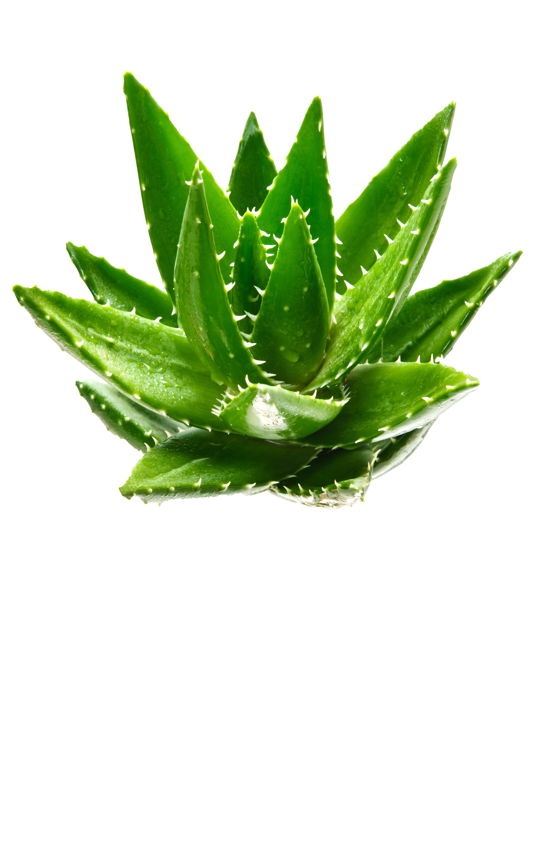 Aloe Vera Clipart