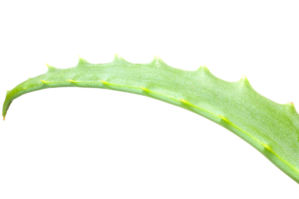 Aloe Vera Leaf Clipart